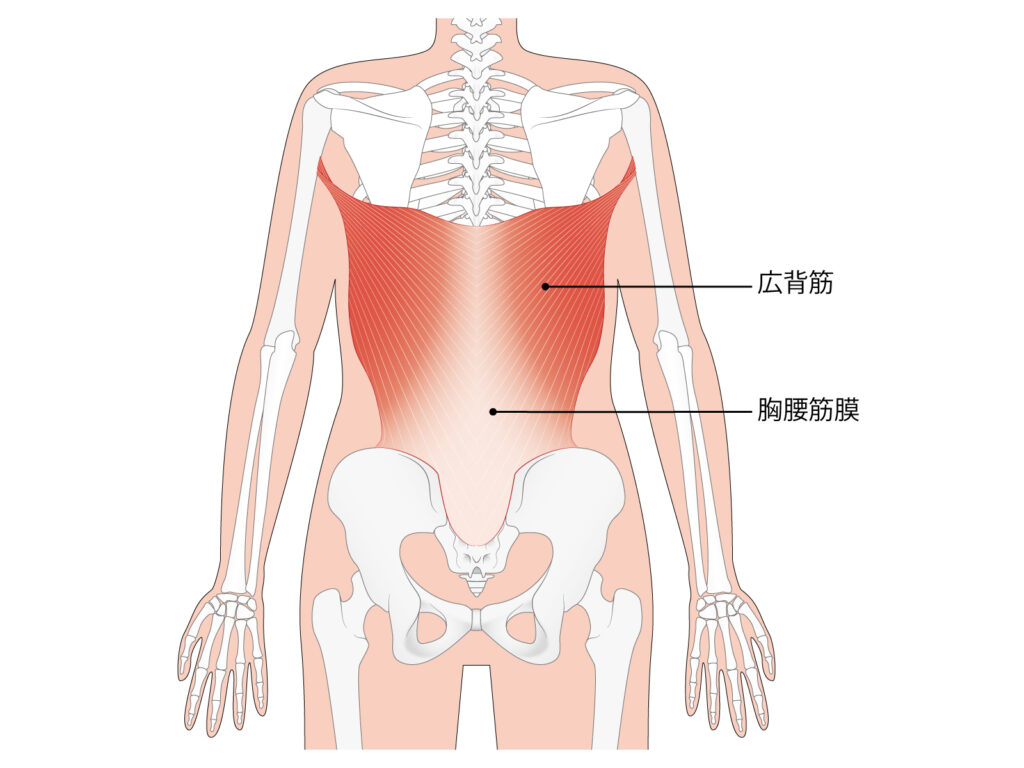 広背筋の図