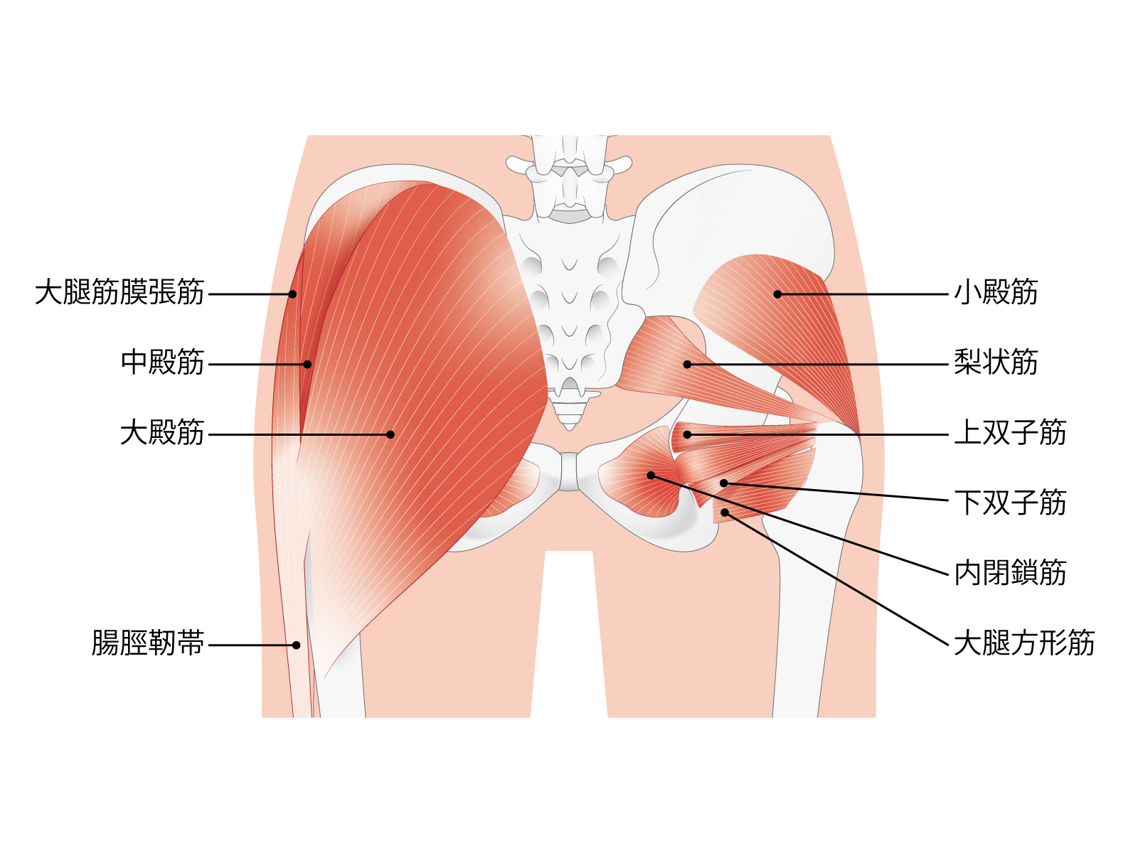 大 臀 筋 起 始 停止