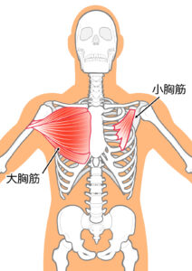 大胸筋と小胸筋の図