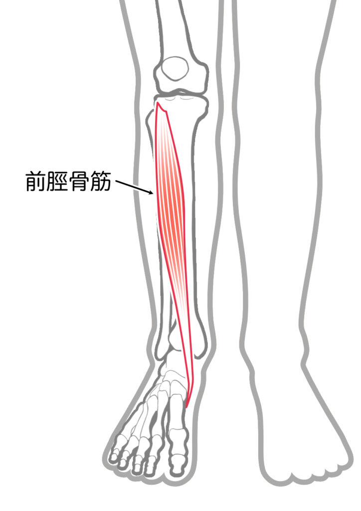 前脛骨筋の解剖図イラスト