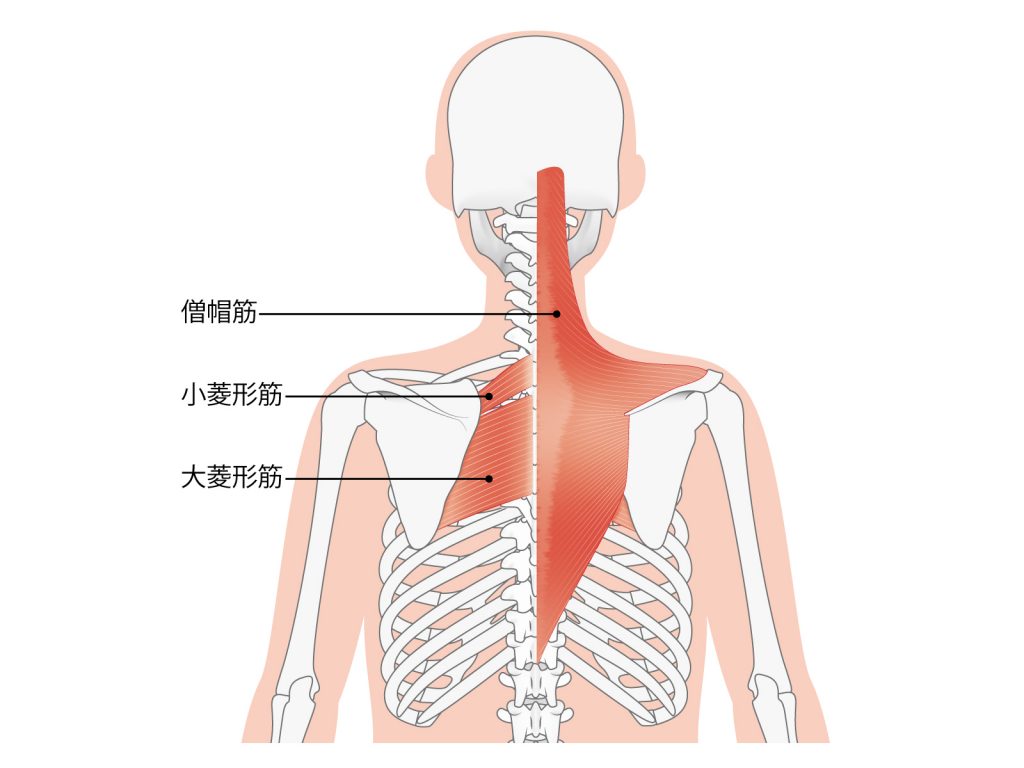 背中の筋肉についてご紹介