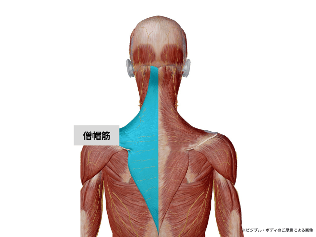 肩こりの原因、僧帽筋