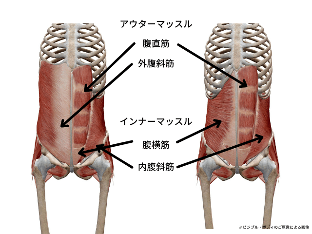 腰痛と腹筋